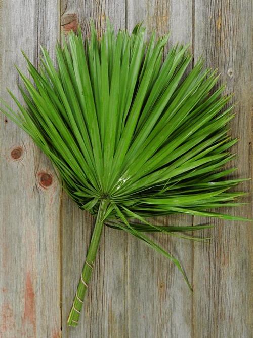 PALM FAN GREENS